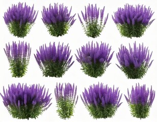 Set of Mexican bush sage (Salvia leucantha) frontal isolated png on a transparent 
