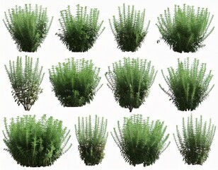 Set of Mexican bush sage (Salvia leucantha) frontal isolated png on a transparent 