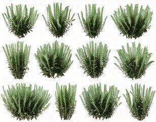 Set of Mexican bush sage (Salvia leucantha) frontal isolated png on a transparent 