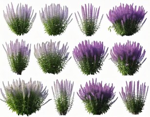 Set of Mexican bush sage (Salvia leucantha) frontal isolated png on a transparent 