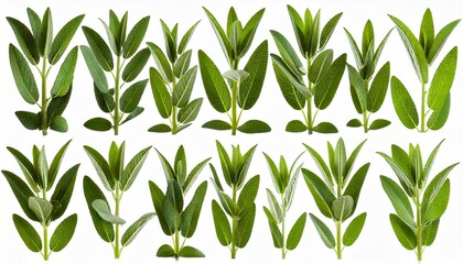 Set of Mexican bush sage (Salvia leucantha) frontal isolated png on a transparent bac 