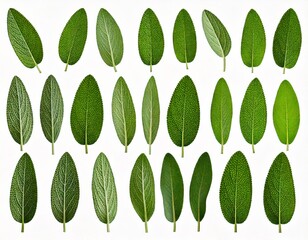 Set of Mexican bush sage (Salvia leucantha) frontal isolated png on a transparent bac 