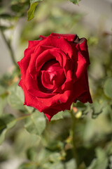 red rose in garden, Roses blooming in the sunlight, Red rose
