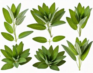 Set of Mexican bush sage (Salvia leucantha) frontal isolated png on a transparent bac 