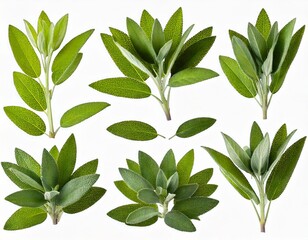 Set of Mexican bush sage (Salvia leucantha) frontal isolated png on a transparent bac 