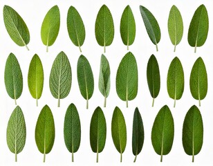 Set of Mexican bush sage (Salvia leucantha) frontal isolated png on a transparent bac 