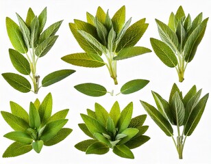  Set of Mexican bush sage (Salvia leucantha) frontal isolated png on a transparent bac 