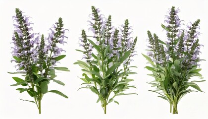  Set of Mexican bush sage (Salvia leucantha) frontal isolated png on a transparent bac 