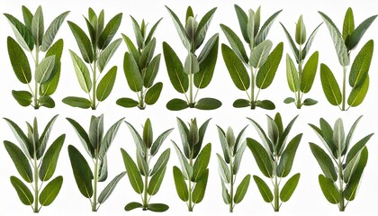  Set of Mexican bush sage (Salvia leucantha) frontal isolated png on a transparent bac 