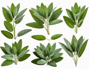  Set of Mexican bush sage (Salvia leucantha) frontal isolated png on a transparent bac 