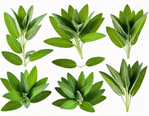  Set of Mexican bush sage (Salvia leucantha) frontal isolated png on a transparent bac 