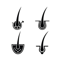 Hair follicle silhouette set diagram medical