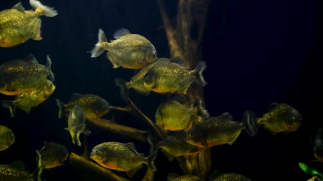 Dangerous piranha shoal in freshwater. Close-Up footage of piranha fish group. Piranha school swimming underwater. Wild piranha swarm in river habitat.