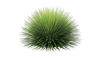 Green Bush Isolated on White Background