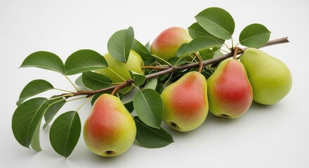 Close up of pears on a branch with leaves against a white background