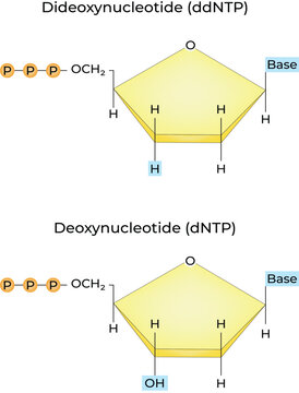 Dideoxynucleotide (ddNTP) and Deoxynucleotide (dNTP) Structural Comparison Vector Illustration
