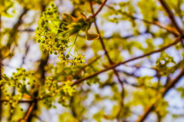 Pedals in the Sunlight