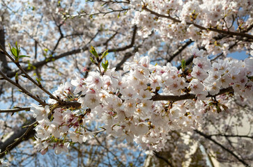 春に咲く満開の桜
