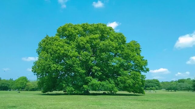 緑の木