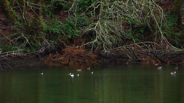 a video of ducks swimming at Spider lake in Olympic National Forest Washington State