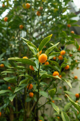 庭のきんかんの実