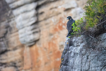 Peregrine falcon (Falco peregrinus) perches on the cliffs, Sydney coast, NSW, Australia. Beautiful bird of prey. 