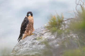 Closeup portrait of a peregrine falcon (Falco peregrinus), Sydney coast, NSW, Australia. Beautiful bird of prey. 