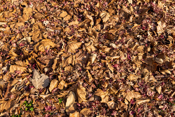 autumn leaves background