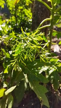 Closeup of Cestrum nocturnum or Night Blooming Jasmine flower