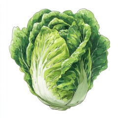 Fototapeta premium Crisp Green Lettuce Head Isolated on White Background Fresh Organic Produce Detailed Leaf Texture Natural Healthy Food