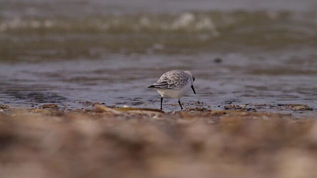 Small sanderling shorebird walks across wet sand eating and pecking in sand, reflecting warm sunset colors beside quiet shoreline