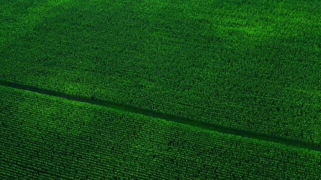 Vast green cornfield captured from above with dense vegetation and farming lines