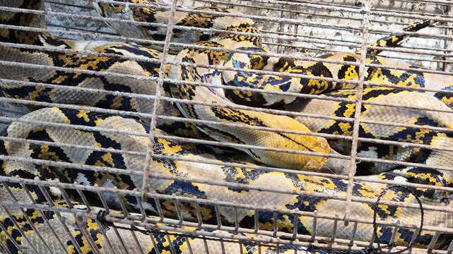 Large Reticulated Python snake coiled inside a rusty metal cage