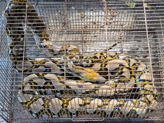 Large Reticulated Python snake coiled inside a rusty metal cage