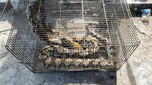 Large Reticulated Python snake coiled inside a rusty metal cage