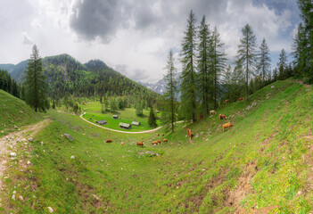 Fototapeta premium Alpine meadow with cows and rustic houses in Berchtesgaden National Park