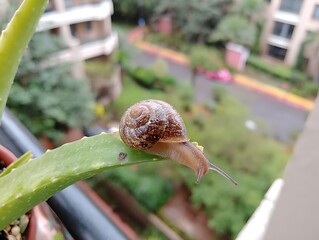 A snail explores a leaf, with blurry urban greenery in the background
