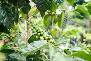 Coffee tree branch with ripening green cherries
