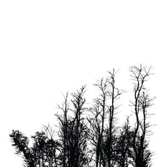 Silhouette of bare trees with branches isolated on white. Black and white vector illustration
