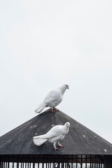Two pigeons sitting on black rooftop structure
