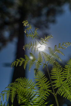 helecho en contraluz con sol y &aacute;rbol