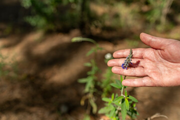 mano de mujer con lavanda salvaje
