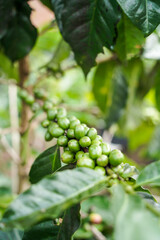 Close-up of green unripe coffee cherries on branch
