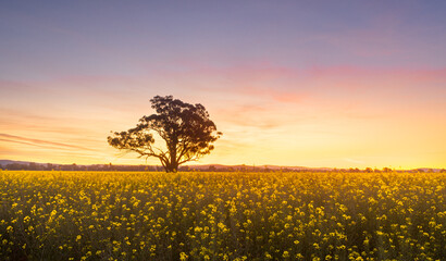 Sunset over canola fields