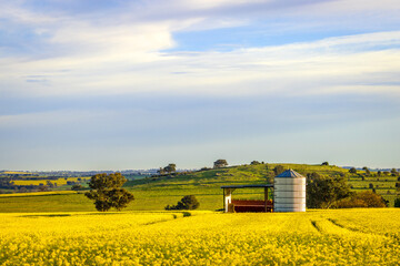 Early morning light across canola fields and grazing cattle farms