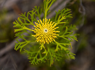 Isopogon Sunshine Drumsticks native flower