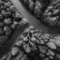 Monochrome Forest Crossroads &ndash; Aerial Tree Canopy With Dramatic Division
