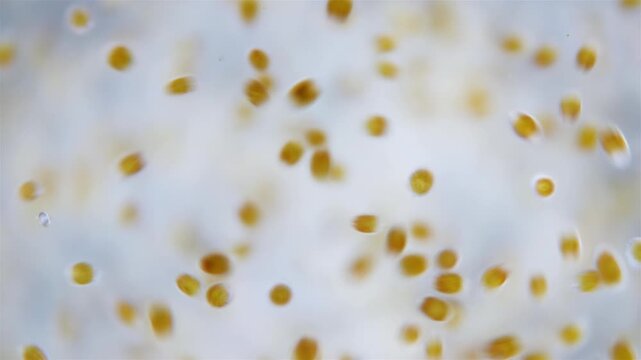 Trochophore larvae under a microscope, possibly at stage of parenchymella from phylum Porifera. Sample was in White Sea.