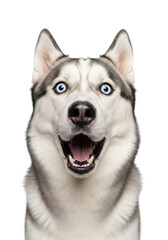 Fototapeta premium ultra-close-up studio portrait of a siberian husky dog with thick gray fur and blue eyes, mouth open in a perfect 'o' of comically shocked surprise on a transparent background, concept for hilarious
