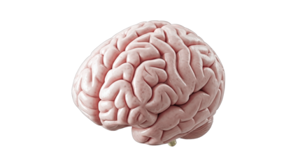 Human Brain Isolated on White Background